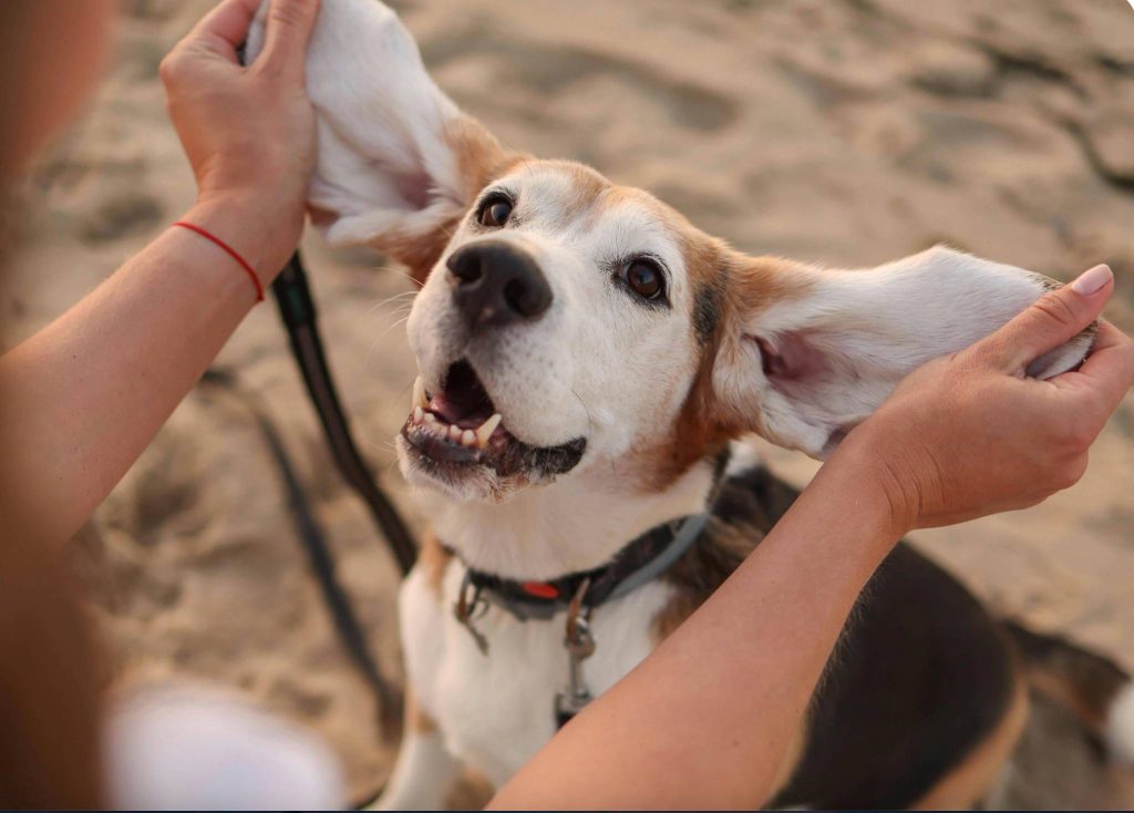 Ear infection in dogs